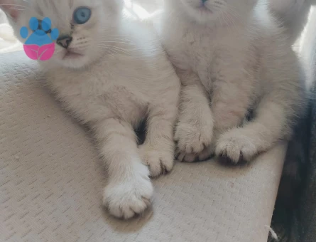 🐾  2 Tane Erkek British Shorthair x Siyam Karışımı Yavrular Yeni Yuvalarını Arıyor! 🐾
