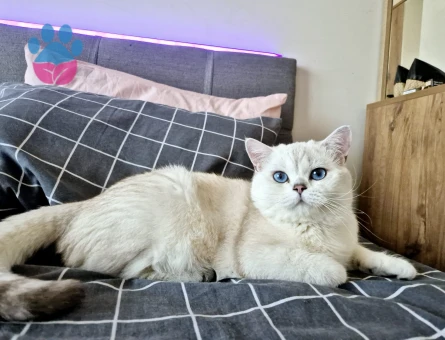 🐾  2 Tane Erkek British Shorthair x Siyam Karışımı Yavrular Yeni Yuvalarını Arıyor! 🐾