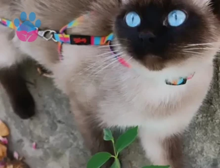 🐾  2 Tane Erkek British Shorthair x Siyam Karışımı Yavrular Yeni Yuvalarını Arıyor! 🐾