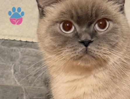 British Shorthair Fırfır’a Yuva Arıyorum