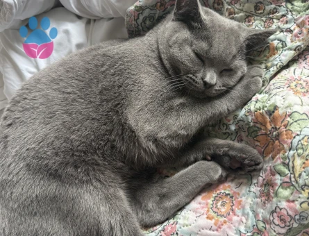 British Shorthair 1 Yaşında