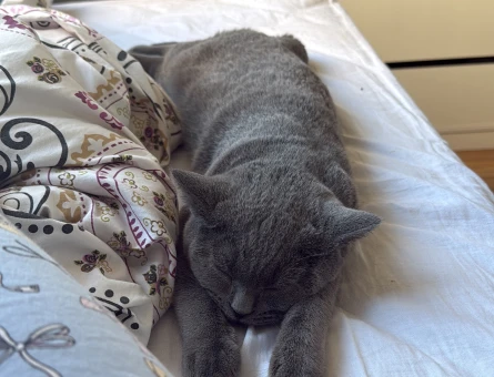 British Shorthair 1 Yaşında - 4374