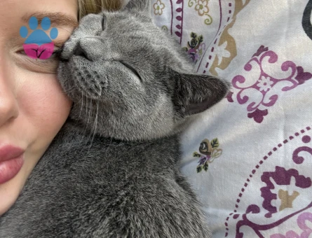 British Shorthair 1 Yaşında
