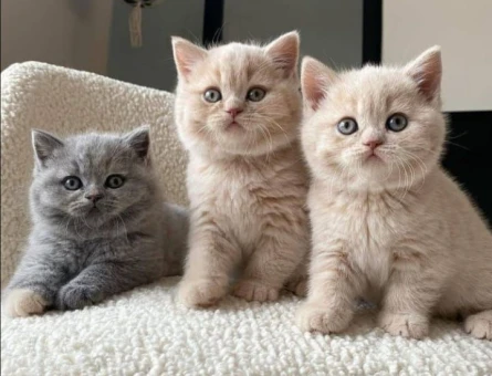 Orijinal British Shorthair Yavrular – Veteriner Kontrollü - 4376