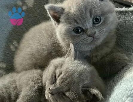 Orijinal British Shorthair Yavrular – Veteriner Kontrollü