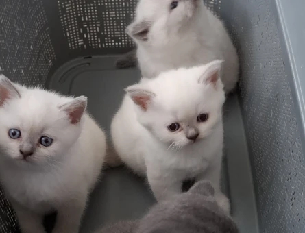 British Shorthair 2 Aylık Yuva Arıyor - 4377