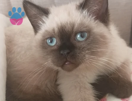 Ragdoll yavrular 3 Aylık - 4378