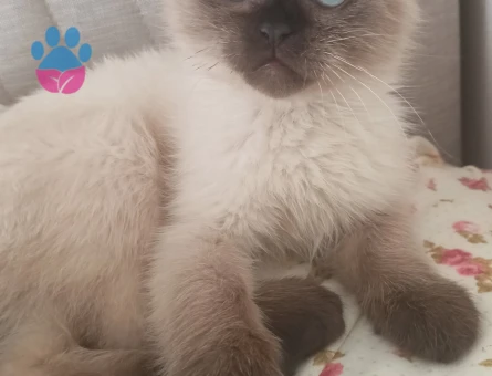 Ragdoll yavrular 3 Aylık