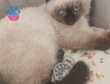 Ragdoll yavrular 3 Aylık