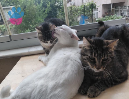 Acil Yuva Arıyan 3 Kişilik Tekir-Kırma Kısırlaştırılmış Kedi Ailesi