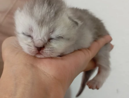 British Shorthair Dişi ve Erkek Yavrular - 4384