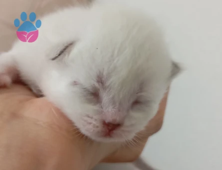 British Shorthair Dişi ve Erkek Yavrular