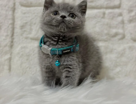 British Shorthair Erkek 2 Aylık Gri Yavrumuz