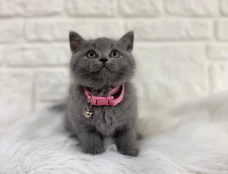 British Shorthair Prenses Yuva Arıyor