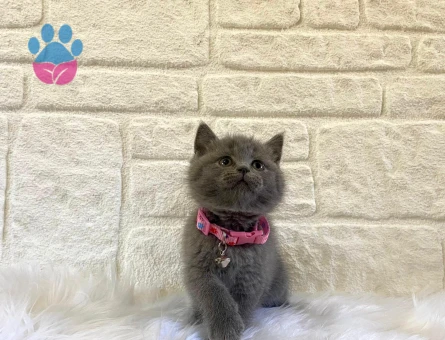 British Shorthair Prenses Yuva Arıyor