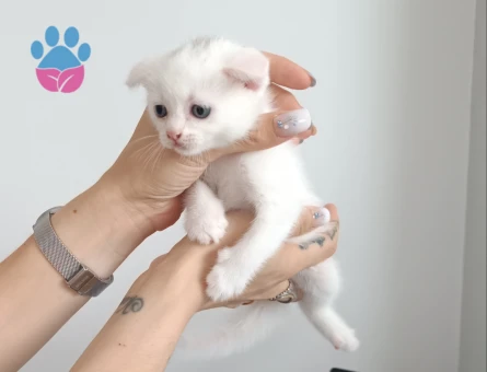 scottish fold  şartlar görüşülecektir