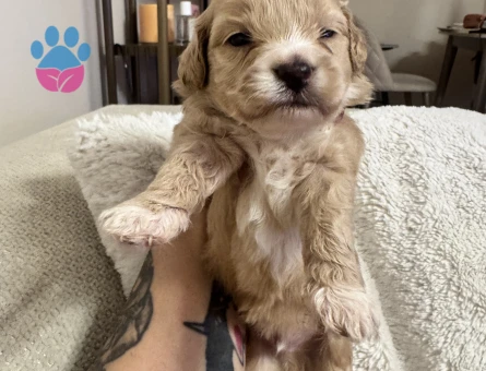 Sevimli Maltipoo Yavruları - Yeni Ailelerini Bekliyor! - 5987