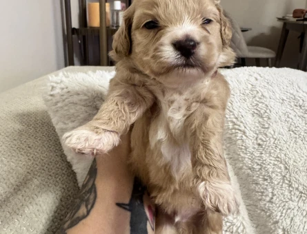 Sevimli Maltipoo Yavruları - Yeni Ailelerini Bekliyor! - 5987