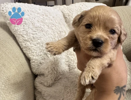Sevimli Maltipoo Yavruları - Yeni Ailelerini Bekliyor!