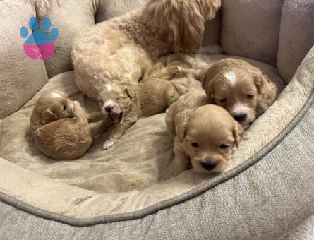 Sevimli Maltipoo Yavruları - Yeni Ailelerini Bekliyor!