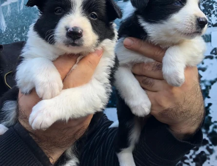 Safkan border collie yavrularım - 5989