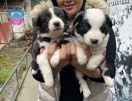 Safkan border collie yavrularım