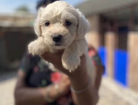 Pamuk gibi maltese terrier yavrularım - 5992