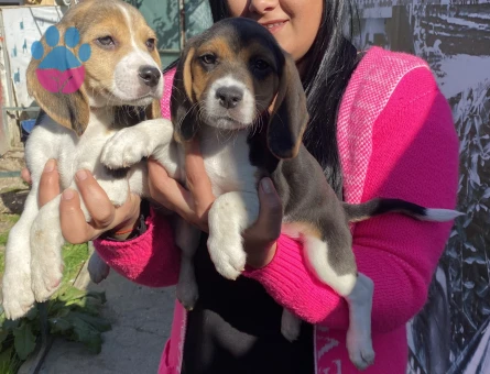 Elizabet beagle yavrularım