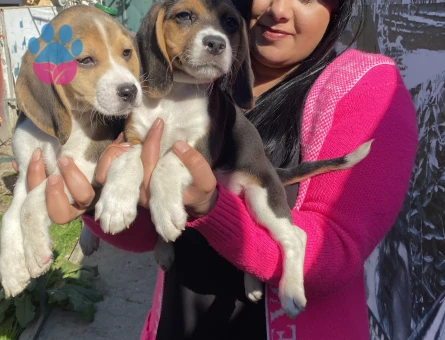Elizabet beagle yavrularım
