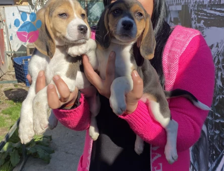 Elizabet beagle yavrularım