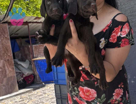 Çikolata Labrador yavrularım