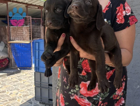 Çikolata Labrador yavrularım - 5995