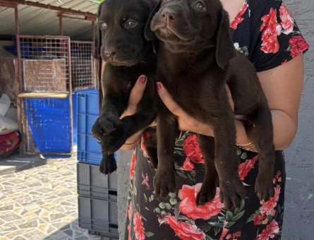 Çikolata Labrador yavrularım - 5995