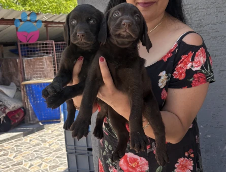 Çikolata Labrador yavrularım