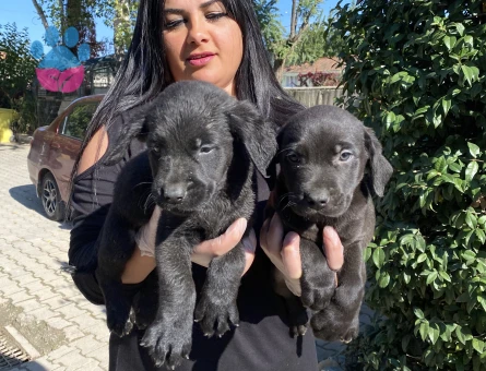 Siyah labrador yavrularım
