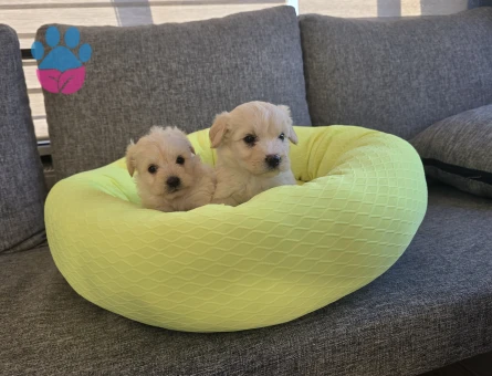 Maltipoo Çok büyümeyen minyatür minnaklarım - 5998