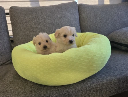 Maltipoo Çok büyümeyen minyatür minnaklarım - 5998