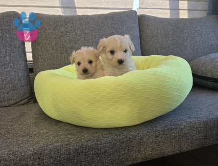 Maltipoo Çok büyümeyen minyatür minnaklarım