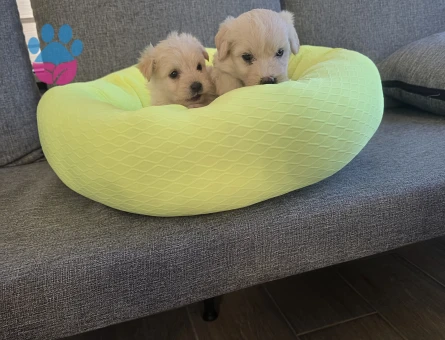 Maltipoo Çok büyümeyen minyatür minnaklarım