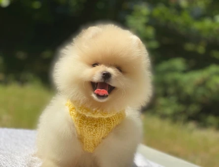 Ayıcık Surat Pomeranian Boo Yavrusu Yeni Yuvasını Bekliyor - 6000