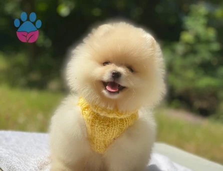 Ayıcık Surat Pomeranian Boo Yavrusu Yeni Yuvasını Bekliyor