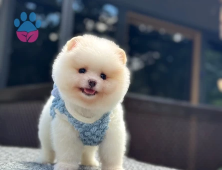 Orijinal Pomeranian Boo Yavrusu – Oyuncak Surat, Sağlıklı ve Sevimli - 6001