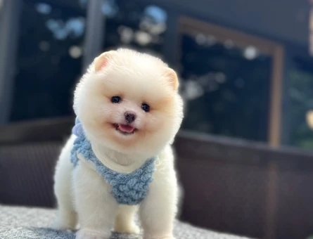 Orijinal Pomeranian Boo Yavrusu – Oyuncak Surat, Sağlıklı ve Sevimli - 6001