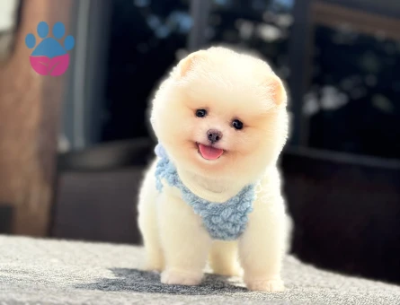 Orijinal Pomeranian Boo Yavrusu – Oyuncak Surat, Sağlıklı ve Sevimli