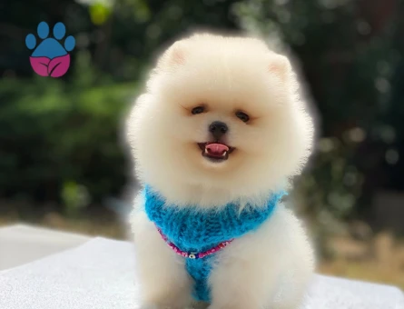 Kaliteli Pomeranian Boo Yavrusu – Irk Garantili