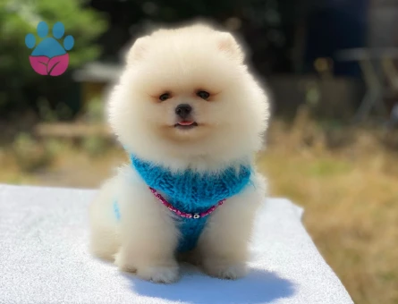 Kaliteli Pomeranian Boo Yavrusu – Irk Garantili - 6002