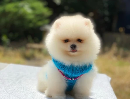 Safkan Pomeranian Boo – Minik Dostunuz Sizi Bekliyor - 6003