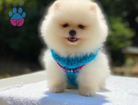 Safkan Pomeranian Boo – Minik Dostunuz Sizi Bekliyor