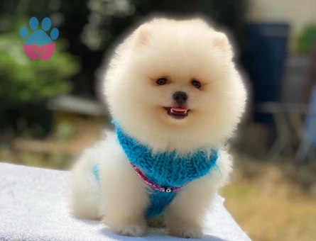 Safkan Pomeranian Boo – Minik Dostunuz Sizi Bekliyor