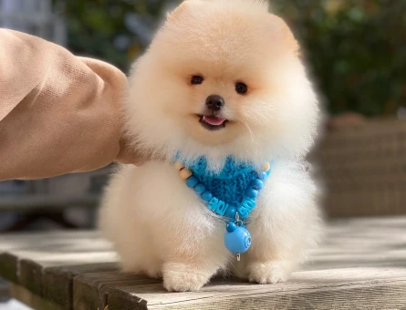 Ev Ortamında Büyüyen Pomeranian Boo Yavrusu - 6004